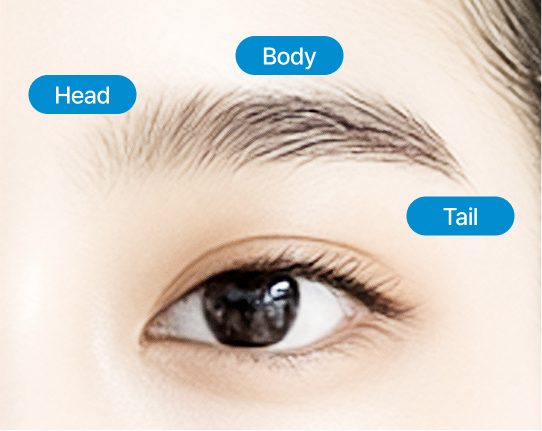 눈썹의 굵기에 따른 배치