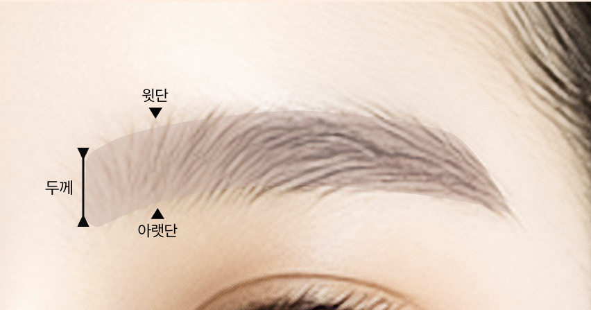 눈썹의 외곽선 윗단과 아랫단은 눈썹의 두께를
                                                    결정합니다